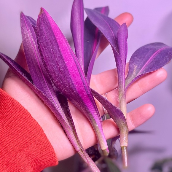 (3) Rare tradescantia variegated pallida ‘pink stripe’ cuttings - Picture 9 of 12